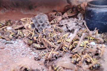 Many dead wasp. Killed animal in nature. Dead insect. Pesticide problems