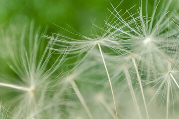 Abstract dandelion background. artistic nature closeup. Spring summer background. Close up dandelion seeds