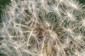 Abstract dandelion background. artistic nature closeup. Spring summer background. Close up dandelion seeds