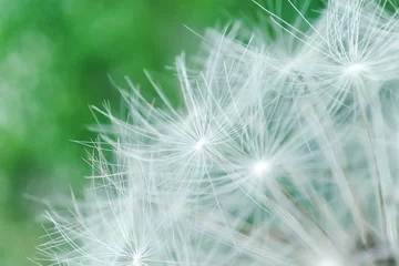 Tuinposter Abstract dandelion background. artistic nature closeup. Spring summer background. Close up dandelion seeds © daily_creativity