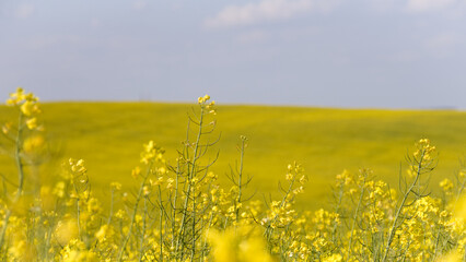 Obraz premium Large field of flowering rapeseed. Blue sky.