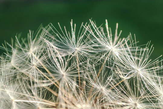 Abstract dandelion background. artistic nature closeup. Spring summer background. Close up dandelion seeds