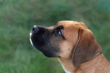 Side Portrait Of A Dog