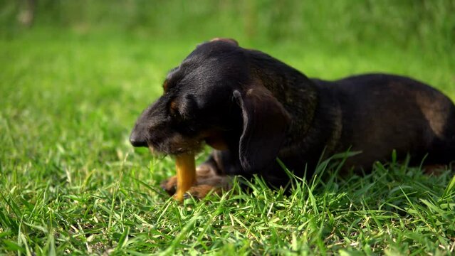 Wirehaired Dachshund eats a treat on the grass.