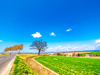 セブンスターの木と白樺並木（北海道美瑛町）