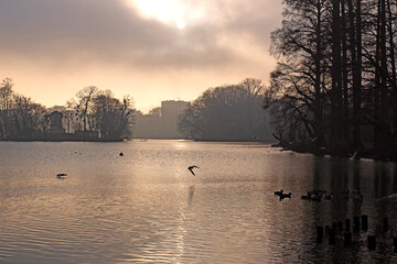 Naklejka premium Le lac du parc de la Tête d'Or au coucher du soleil