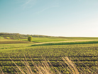 Agriculture field at the golden hour, countryside landscape. Sowing season and soil fertilization