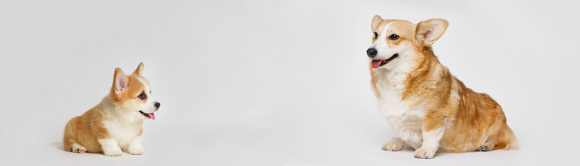 Little smiling dog on gray background. Free space for text. Dog for advertising tape. Playful pet close-up. Dog growth stages. Сorgi puppy and adult dog.