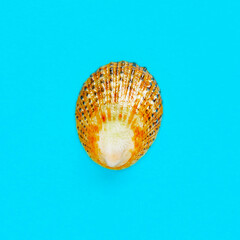 Flat Lay isolated image of a coastal seashell on a blue background