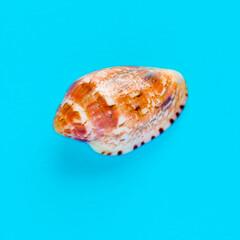 Flat Lay isolated image of a coastal seashell on a blue background