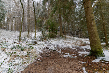 snowy hiking path at the Elbsandsteingebirge (Saxon Switzerland, Germany)