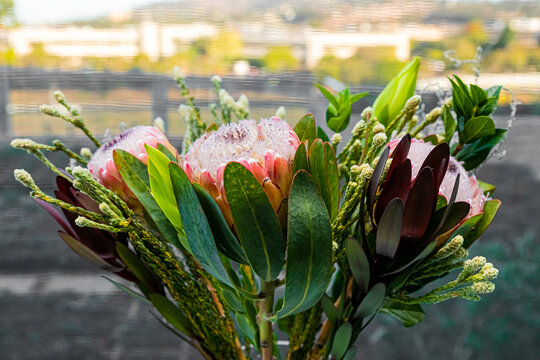 Bright colored King Protea from the Fynbos of Cape Town South Africa.