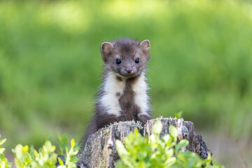 Adorable young marten is looking at the camera standing on a stump. Horizontally. 