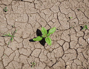 Global warming disaster. Top view texture Dry cracked soil on a farm field, water shortages