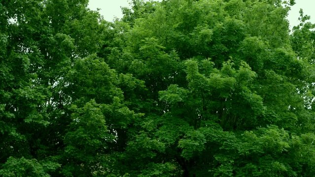 Trees shaking on wind
