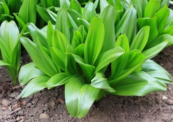 Obraz premium Rosettes of green leaves of the bulbous perennial Colchicum autumnale. Beautiful leaves in summer before dying and making space for liliac flowers.