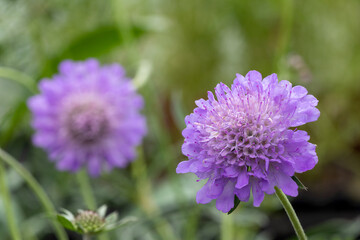 Obraz premium Scabious blue cushion (Scabiosa atropurpurea 'Blue Cushion')