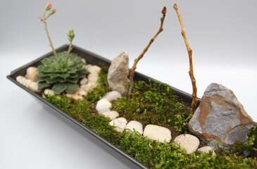 Beautiful miniature garden art in pot design with white stones, woods and moss, Small fairy garden in pot