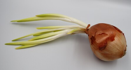 Young green onion. Sprouted onions. Spring vegetables or vitamins from nature