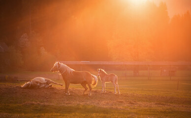 Horses in sunset light
