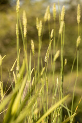 Gras in summer sunrise