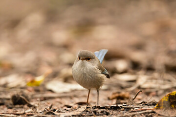 A cute little female blue wren is welcoming you