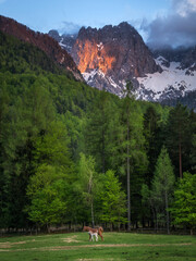Horses under the Martuljek mountains