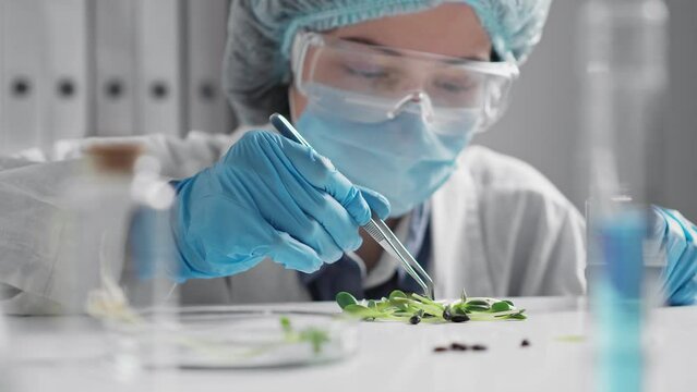 Doctor doctor laboratory assistant works with tweezers selecting sorting green sprouts grown created in artificial conditions. Closeup doctor workflow laboratory science experiment
