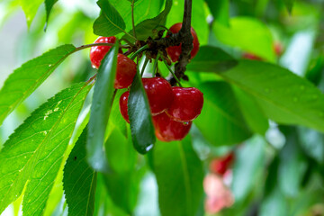 chinese cherry 