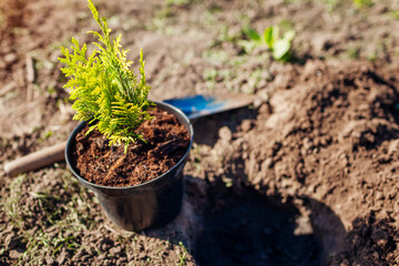 Planting cypress into soil. Putting evergreen coniferous tree in ground in spring garden. Outdoor hobby