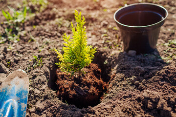 Planting cypress into soil. Putting evergreen coniferous tree in ground in spring garden. Outdoor hobby