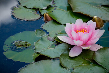 Frog sitting on waterlily leaf beside beauiful lotus-flower in a pond, close-up