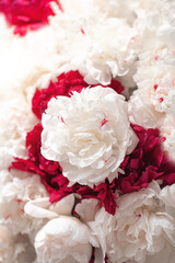 Background from white buds of peonies. Red and white peonies, background