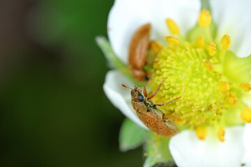 The raspberry beetle (Byturus tomentosus) on damaged flower buds of strawberries. It is a beetles from fruitworm family Byturidae a major pest affecting raspberry, blackberry and loganberry plants.