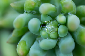 high mountain in lianbaoyeze , sichuan , china