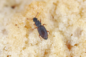 Monotoma longicollis is a species of the family Monotomidae. Sometimes a storage pest.