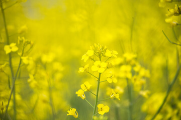 黄色に輝く菜の花
