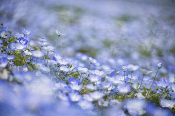 画面いっぱいのネモフィラ