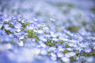 青白く映えるネモフィラ