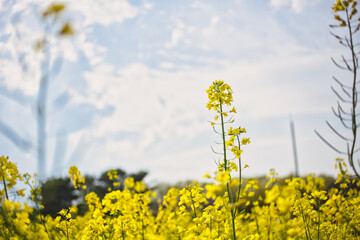 青空に伸びる菜の花