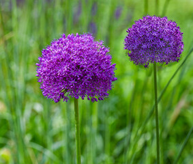 Obraz premium Flower head of Allium Purple Sensation(Allium aflatunense)_ Baden-Baden, Germany