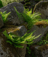 Ferns growing between stones with moss.
