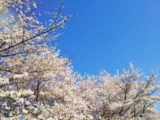 満開の桜と青い空
