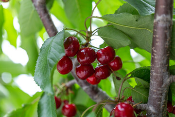 chinese cherry 
