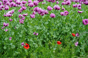 ein Feld voller rosa Mohnblumen die zu blau Mohn verarbeitet werden