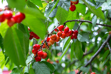 chinese cherry 