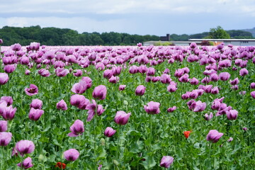 ein Feld voller rosa Mohnblumen die zu blau Mohn verarbeitet werden