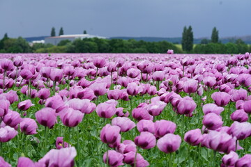 ein Feld voller rosa Mohnblumen die zu blau Mohn verarbeitet werden