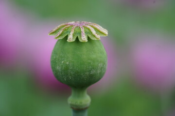 Blauer Mohn ist sehr empfindlich nach dem Hagel, Mohn Feld, Pink flowers