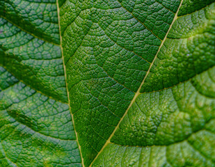 Close up of a green leaf